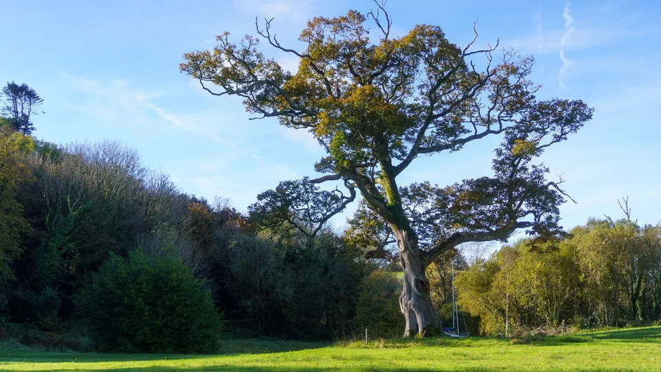 A spreading oak in a grassy meadow bordered by a line of trees