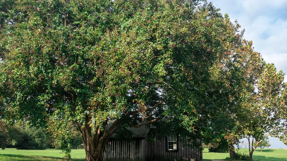 A large mature tree growing close beside a small house
