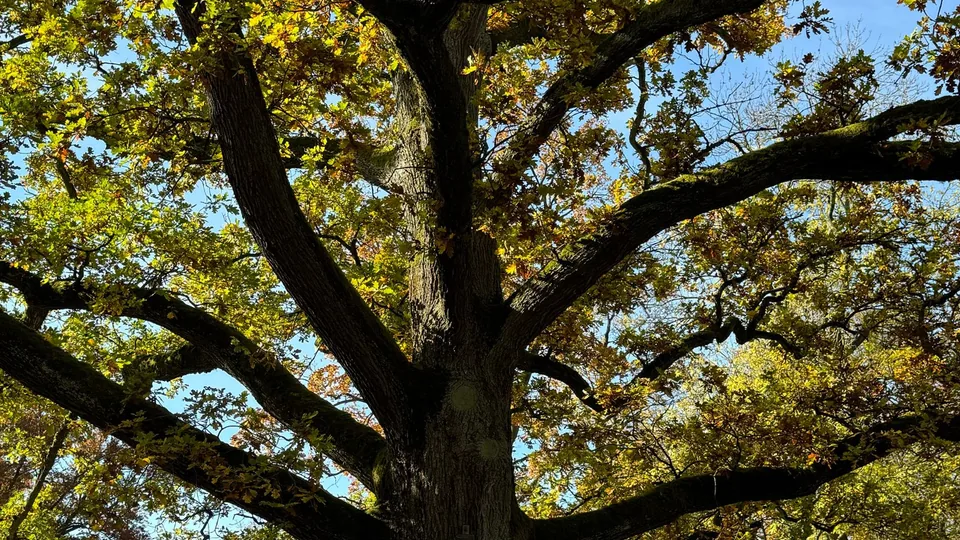 An oak in golden autumn foliage against a blue sky